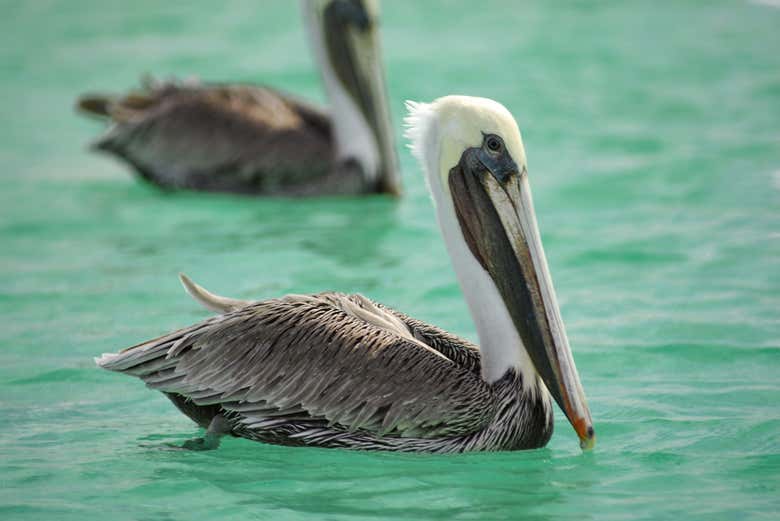 Una pareja de pelícanos en el mar de Cortés