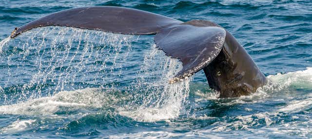 Avistamiento de ballenas en catamarán