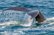 Avistamiento de ballenas en catamarán