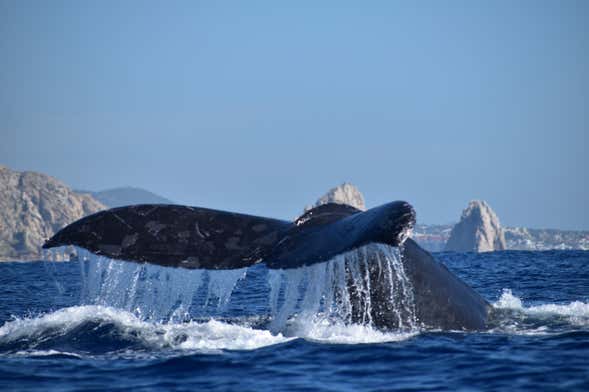 Observation de baleines en bateau à moteur