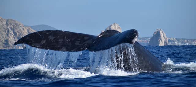 Avistamiento de ballenas en lancha