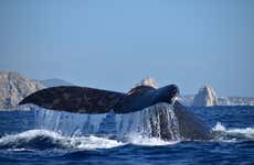 Avistamiento de ballenas en lancha