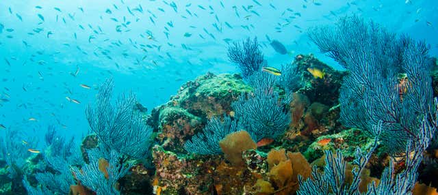 Batismo de mergulho em Los Cabos
