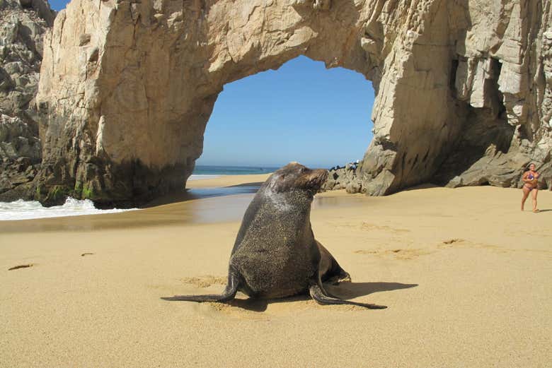 Fauna de Los Cabos en El Arco