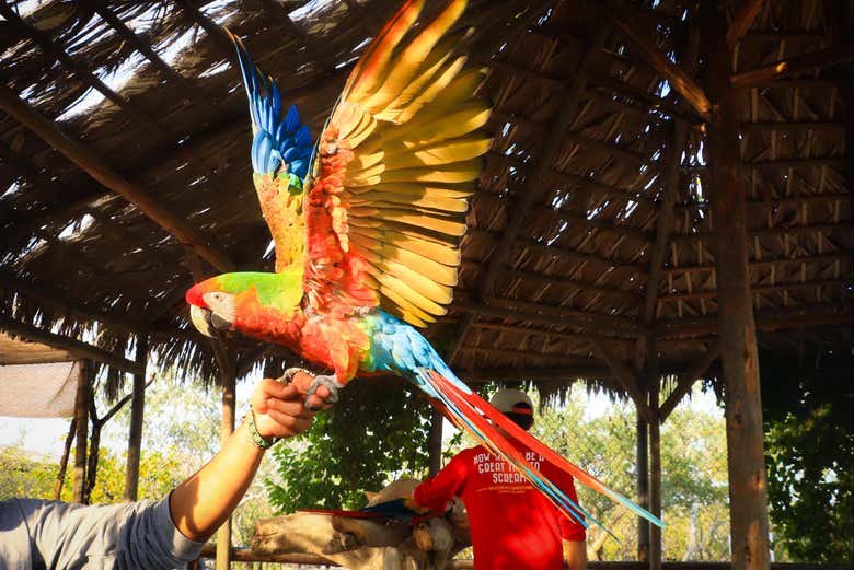 Exotic bird at the Wild Canyon animal sanctuary