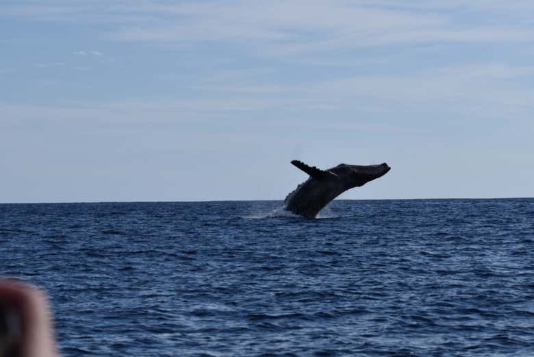 Contemplando a una ballena jorobada en su hábitat natural