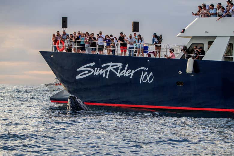 Contemplando a la ballena desde el barco