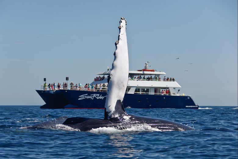 Divisando una ballena