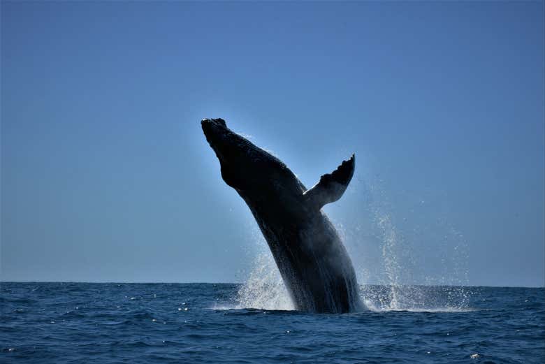 Viviendo la emoción de ver a una ballena saltar sobre el mar