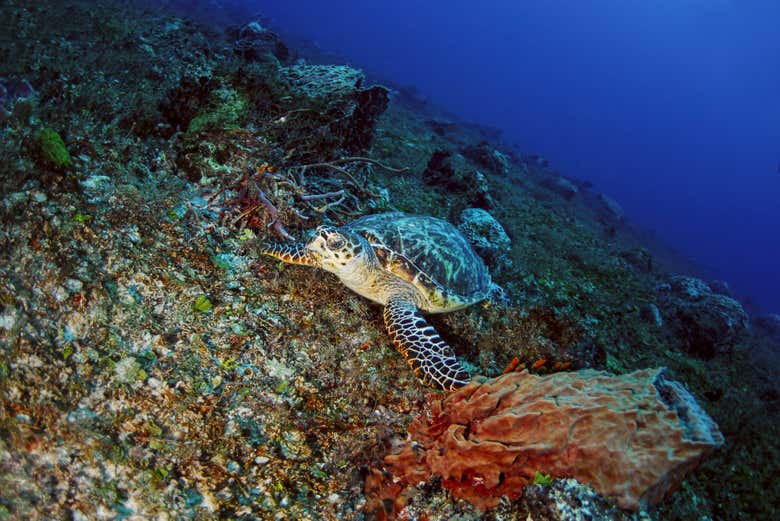 Disfrutando del bello ecosistema del mar de Cortés