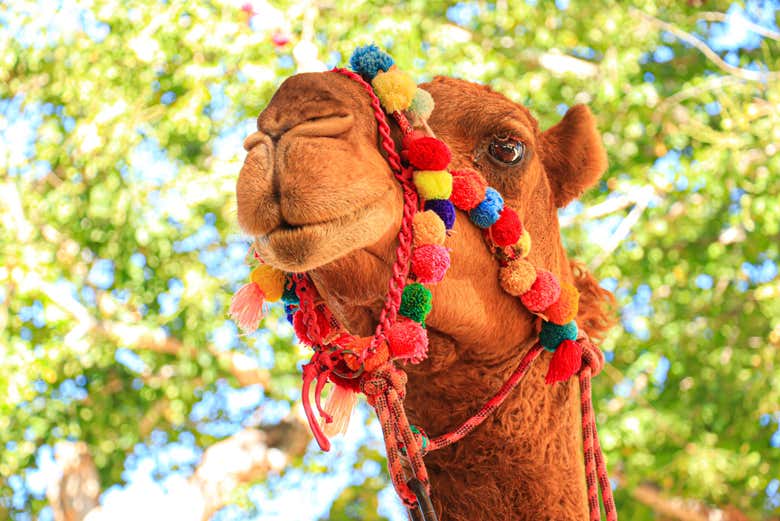 You'll also see camels at the sanctuary