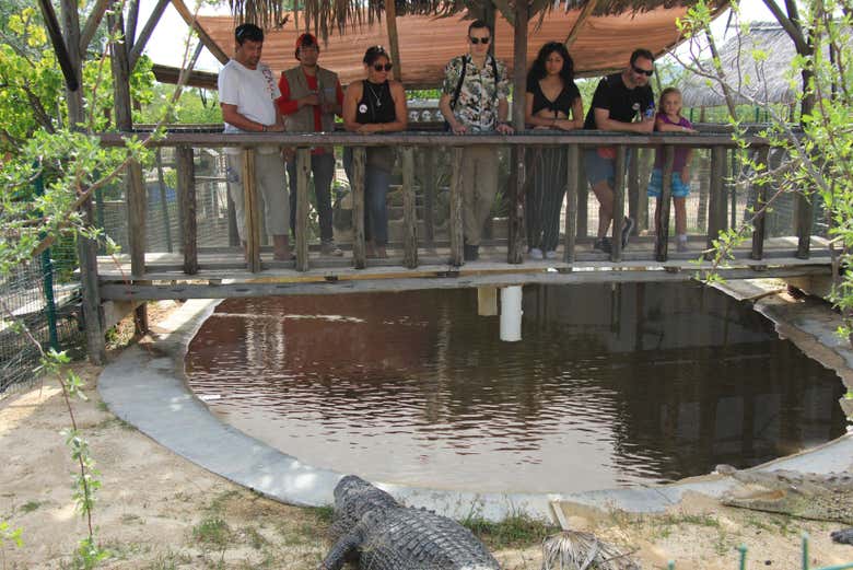 Visitors to the sanctuary gazing at an alligator
