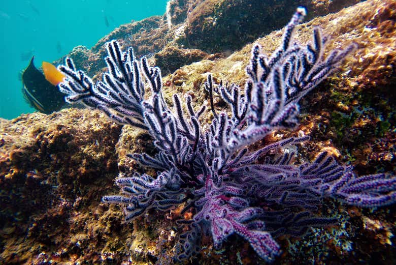 Corales de Los Cabos