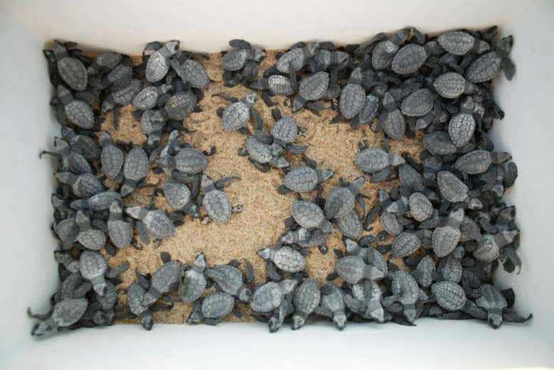 Crías de tortugas