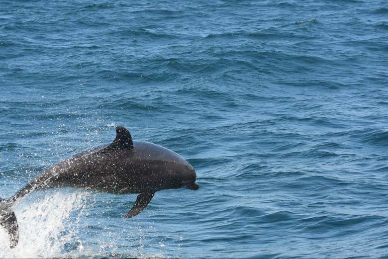 Observando el salto de un delfín durante la travesía