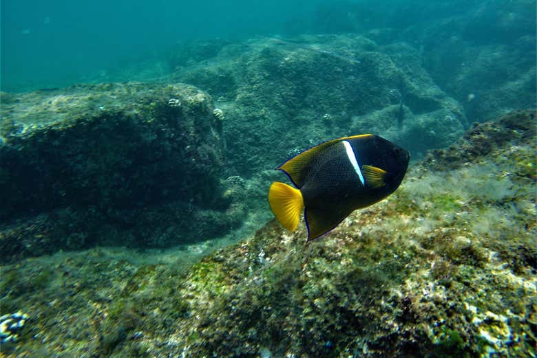 Descubriendo el fondo marino