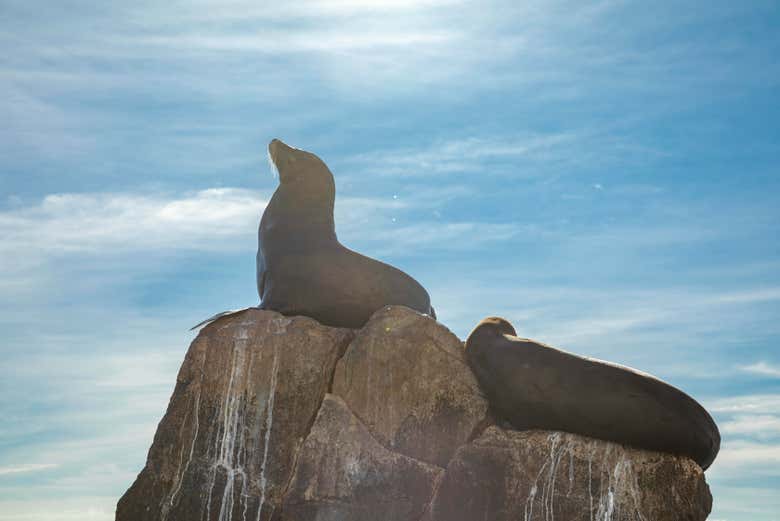 Lobos marinos