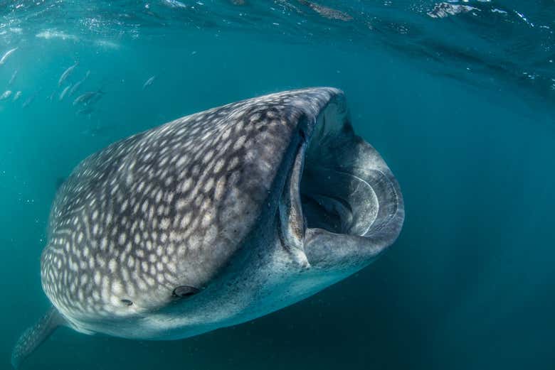 Tiburones ballena en las aguas de La Paz