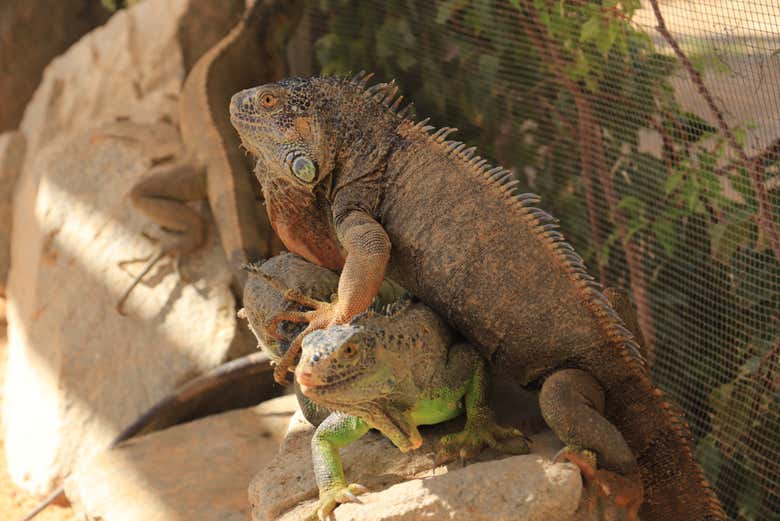Iguanas at the sanctuary