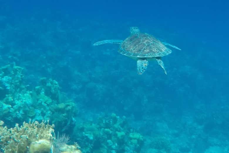 Divisando a una tortuga