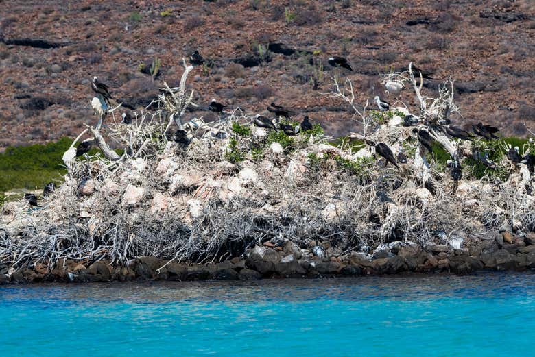 Isla Espíritu Santo