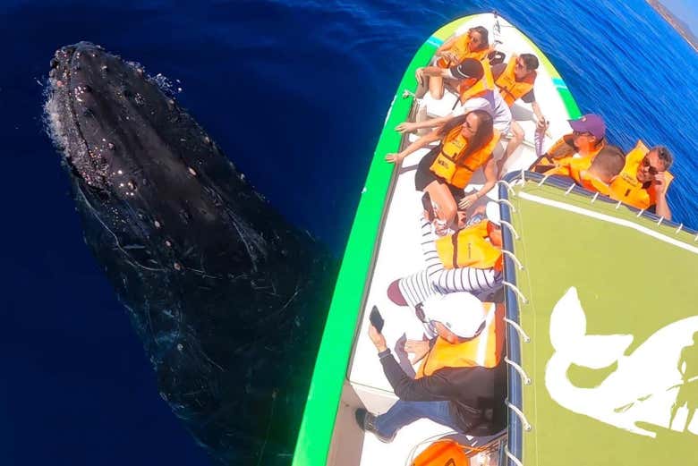 Surcando el Pacífico mientras una ballena pasa bajo la lancha