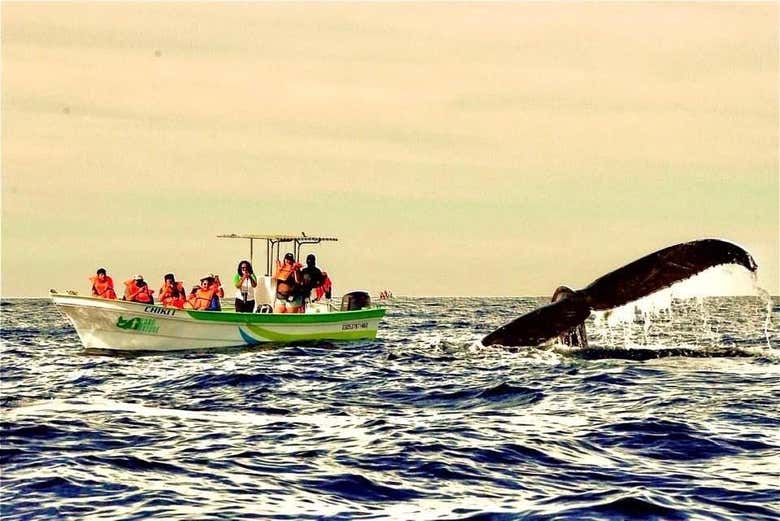 Contemplando la imponente cola de una ballena en libertad