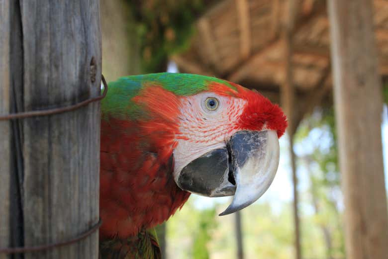 Colourful exotic birds at the sanctuary