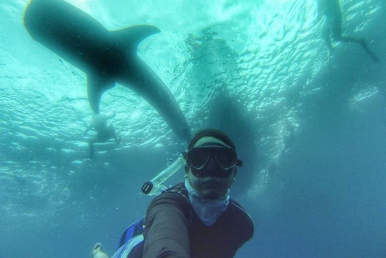 Nadando con los tiburones ballena en La Paz