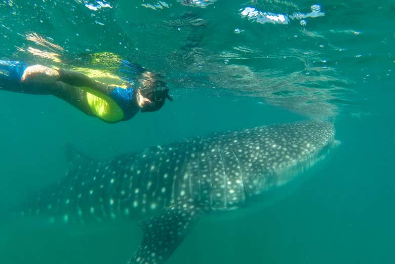 Nadando con tiburones
