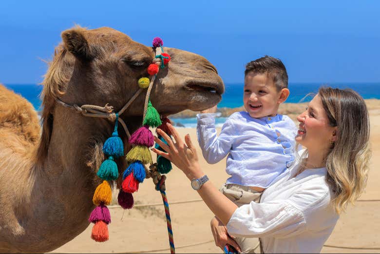 Conociendo a los camellos de cerca