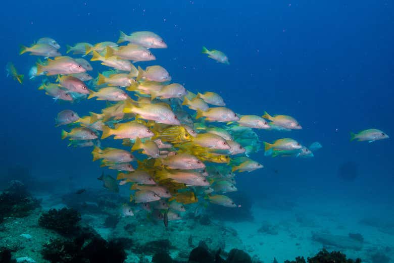 El Acuario del Mundo