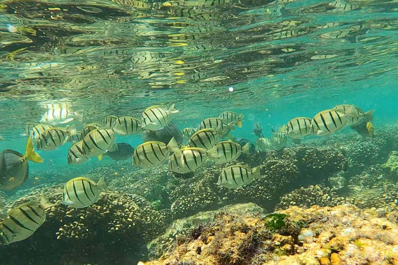Peces de Los Cabos
