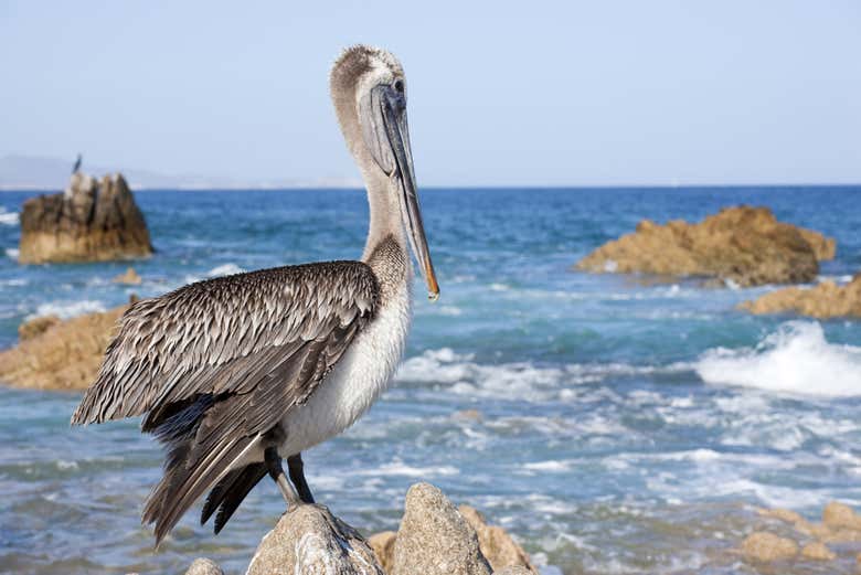 A pelican in Cabo San Lucas