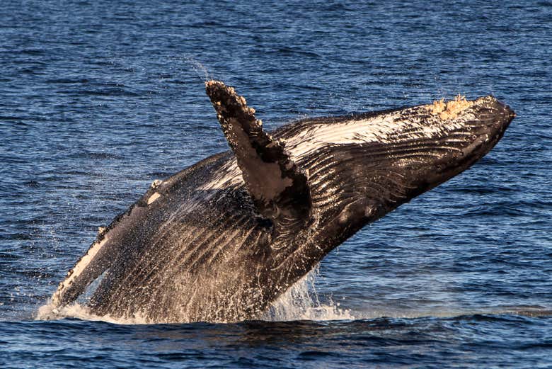 Salto de ballena en el mar de Cortés