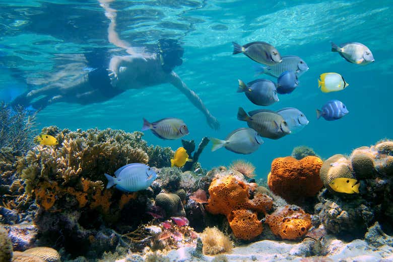 Snorkeling in Los Cabos