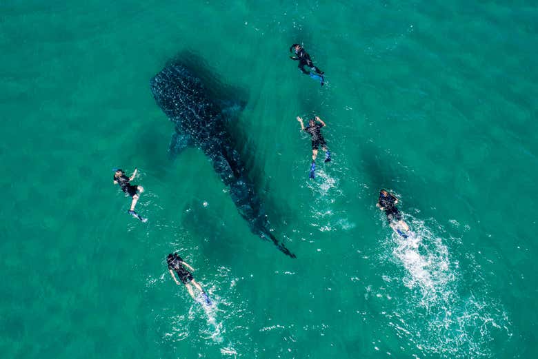 Tiburones ballena en México