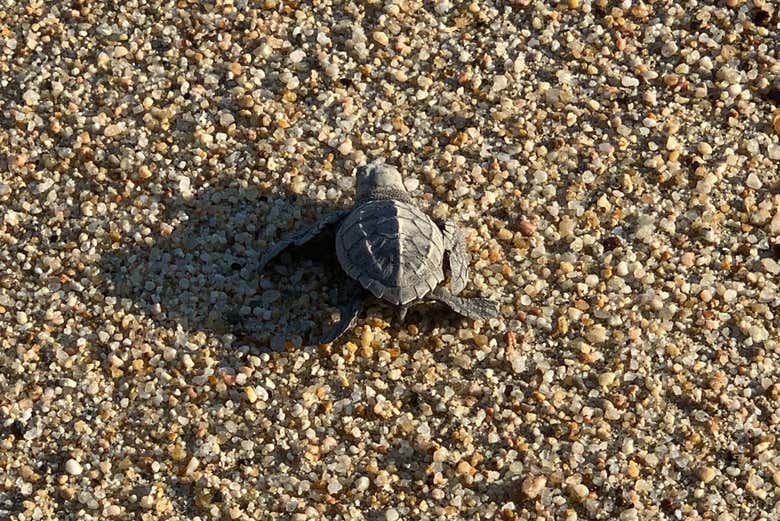 Una pequeña tortuga