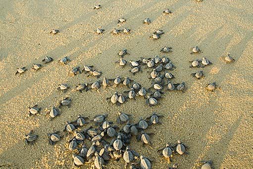 La magia de la naturaleza