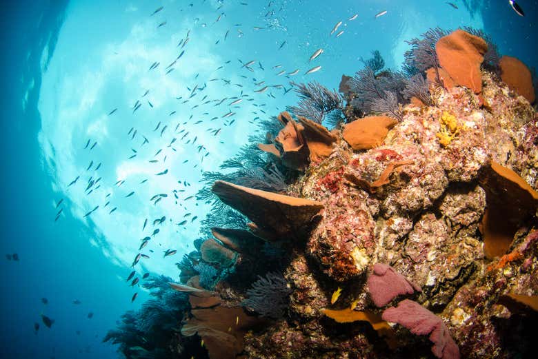 Fondos marinos del mar de Cortés