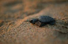 Mise en liberté de tortues à Los Cabos