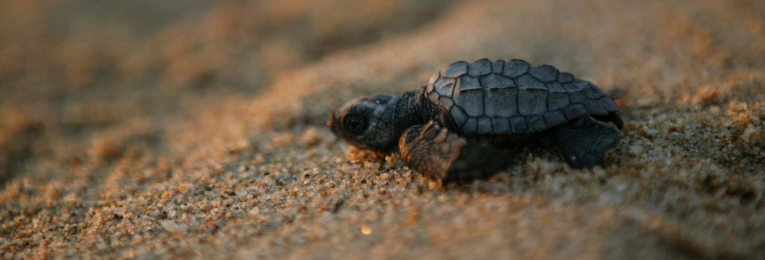 Avistamiento de animales en Los Cabos