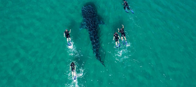 Swim with Whale Sharks in La Paz, Los Cabos