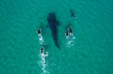 Bagno con gli squali balena