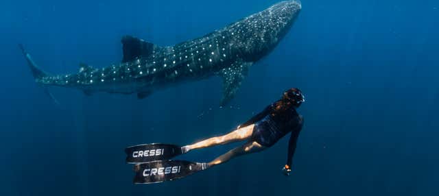 Safari marino en Los Cabos + Snorkel