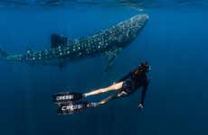 Safári marinho em Los Cabos + Snorkel