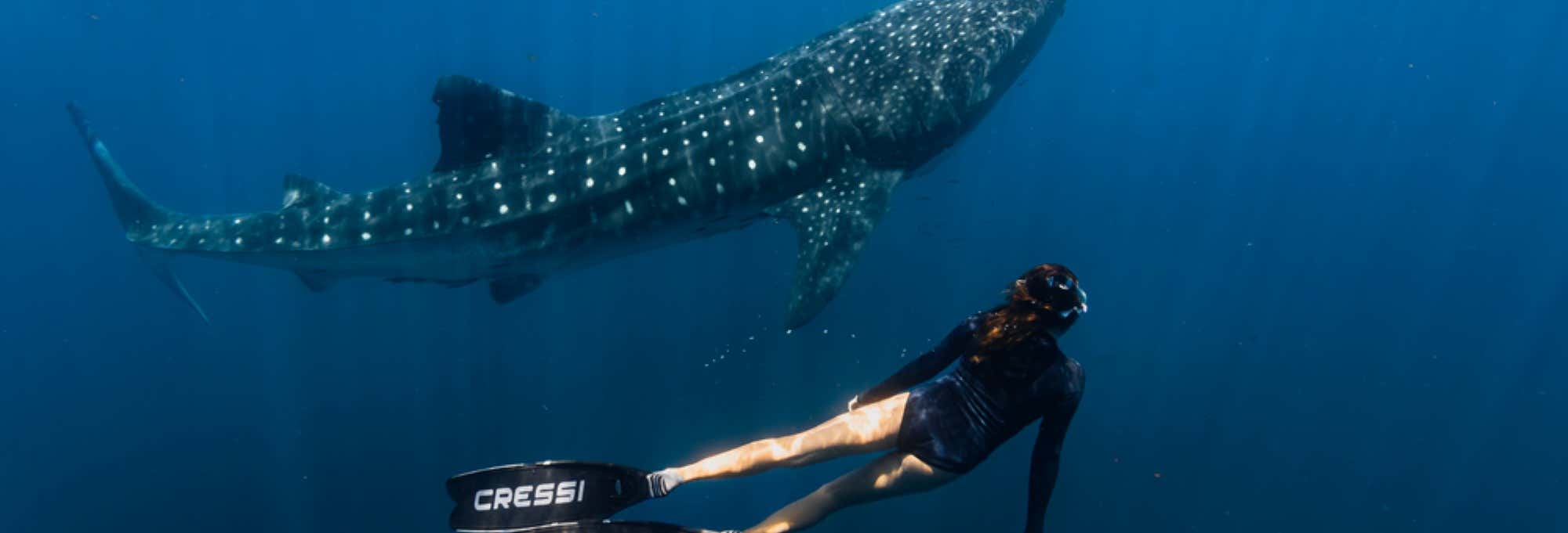 Avvistamento di animali a Los Cabos