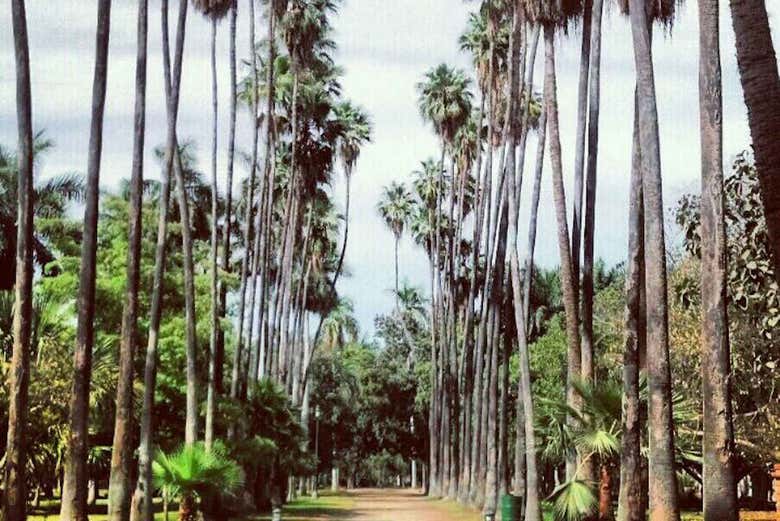 Strolling through the botanical garden
