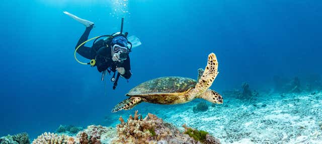 Plongée à Mahahual