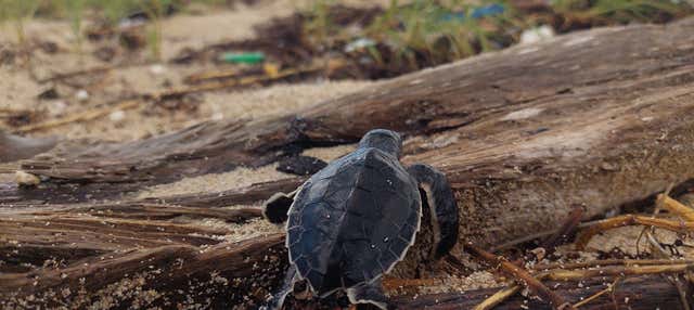 Excursion to Sandy Turtle Conservation Center